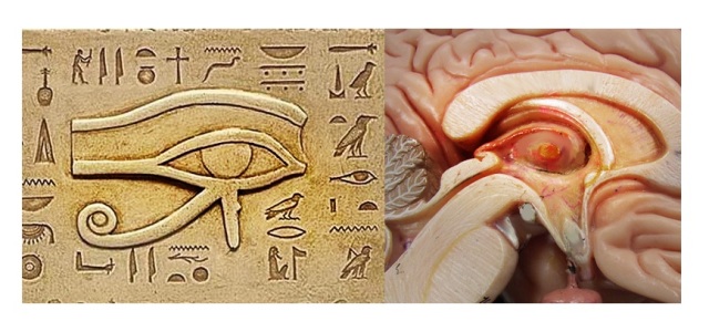 human brain pineal Eye of Horus
