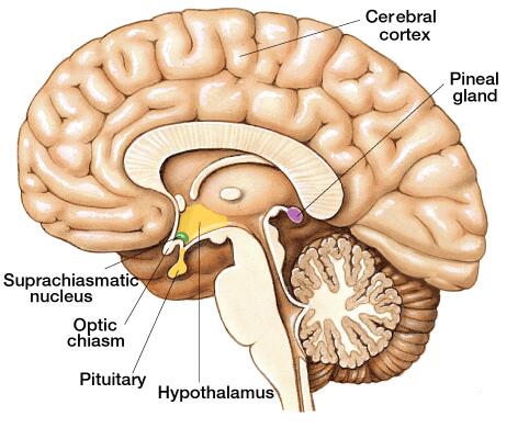 Human Brain Pineal Gland